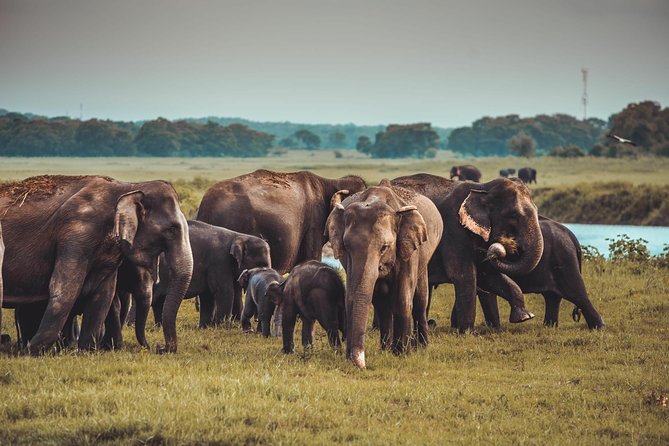 Colombo to Trincomalee Shuttle & Safari Drive - The tracker and Jeep safari: how you boost your odds