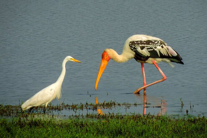 Colombo to Trincomalee Shuttle & Safari Drive - Who this suits best (and who should plan differently)