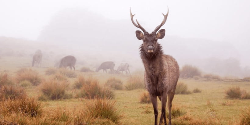 Comprehensive Excursion: Horton Plains and Pedro Tea Factory - Horton Plains National Park: UNESCO highlands and the World’s End payoff