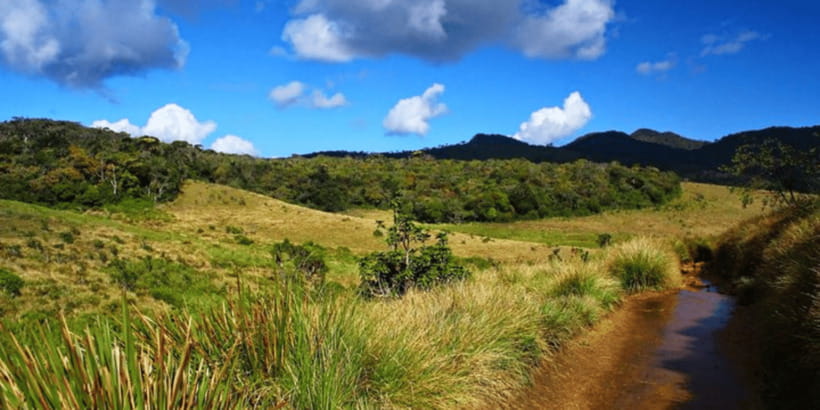 Comprehensive Excursion: Horton Plains and Pedro Tea Factory - Who should book this Horton Plains + Pedro Tea Factory tour