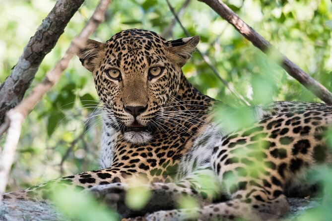 Customized 11-Day Flexible Sri Lanka Tour with Private Car - Peradeniya gardens and tea-country transitions: cool air and slow walks