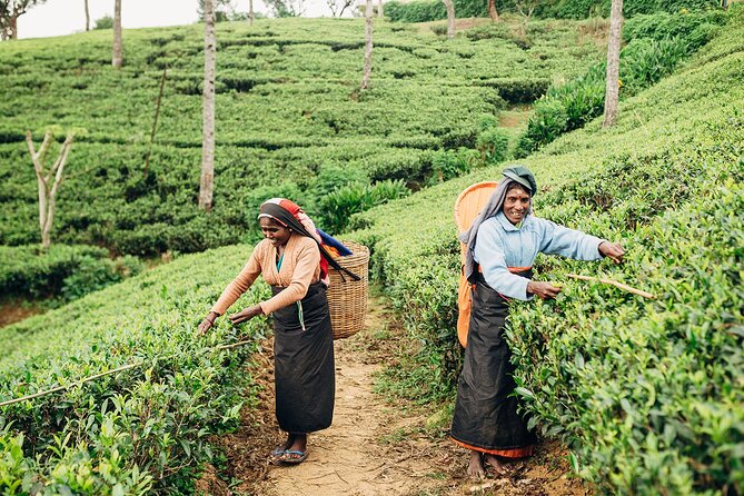 Customized 11-Day Flexible Sri Lanka Tour with Private Car - Horton Plains hiking day: World’s End and weather reality