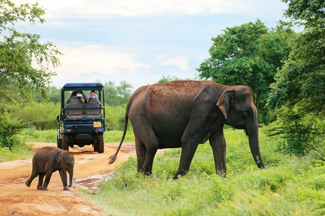 Day Excursion at Udawalawe National Park From Galle - Elephant Transit Home (ETH): Why This Stop Feels Different