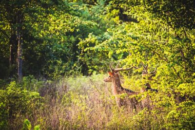 Day Excursion at Udawalawe National Park From Galle - The Private Jeep Experience: Pace, Comfort, and Spotting