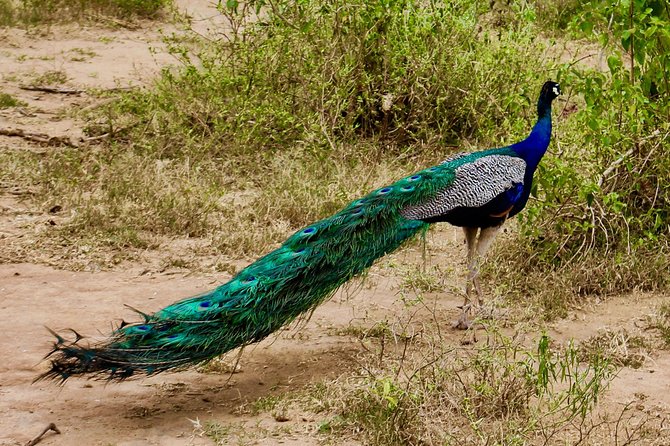 Day Excursion at Udawalawe National Park From Galle - That Extra Udawalawe Trails Time: Comfort With Nature Sounds