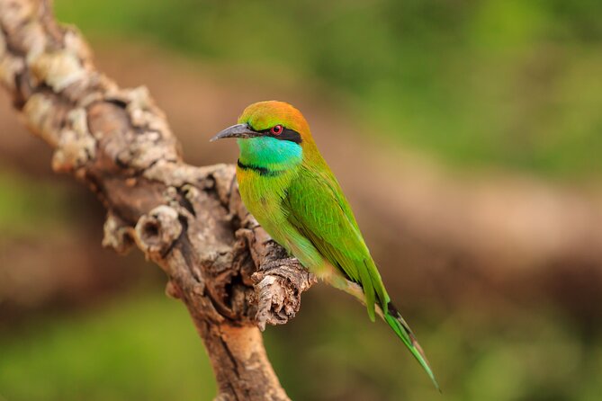 Day Excursion at Udawalawe National Park From Galle - Who This Safari Fits Best (and Who Should Rethink It)