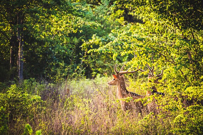 Day Excursion at Udawalawe National Park From Galle - The Private Jeep Experience: Pace, Comfort, and Spotting