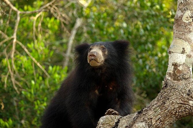 Day Excursion to Yala National Park From Colombo - Colombo to Yala in a single day: why this works
