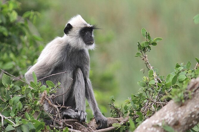 Day Excursion to Yala National Park From Colombo - Entering Yala: the park basics that help you watch animals