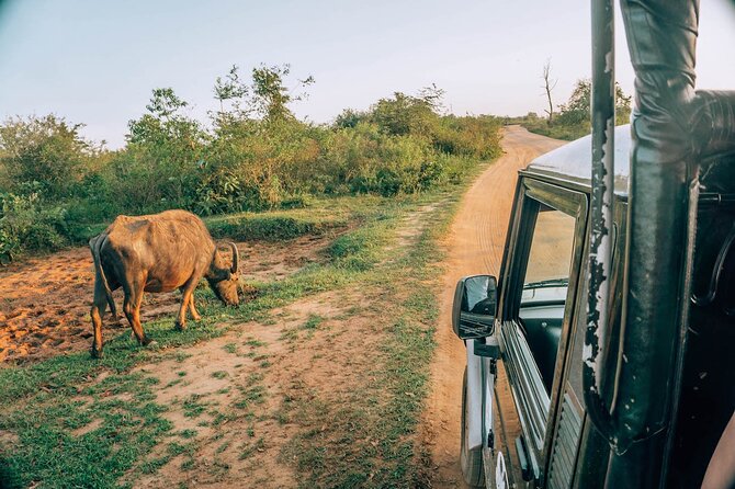 Day Excursion to Yala National Park From Colombo - What’s included (and what you’ll need to cover)