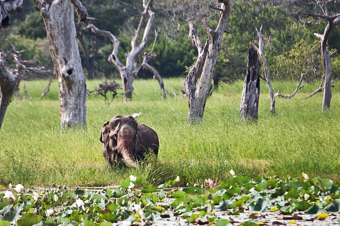 Day Excursion to Yala National Park From Colombo - Practical tips that make this tour feel smoother