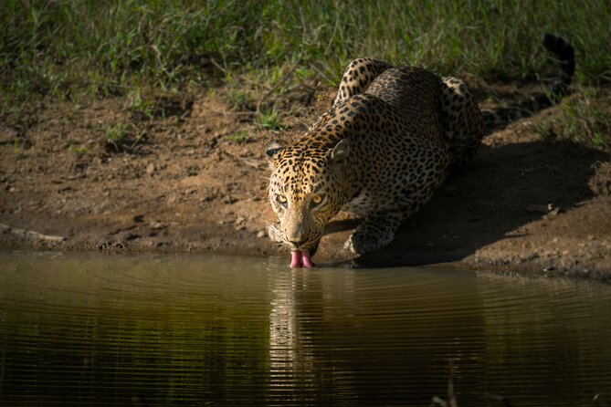 Day Excursion to Yala National Park From Colombo - Who should book this Yala day trip?