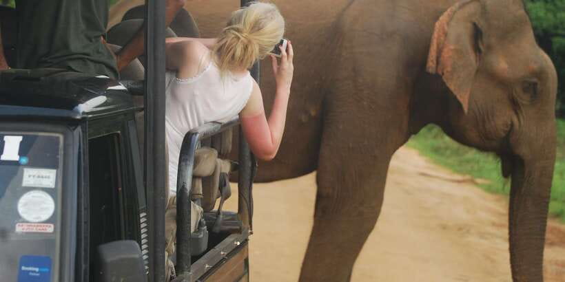 Day Safari From Hambantota - Your Wildlife Targets: Elephants, Leopard, Sloth Bear, and the Bird Bonus