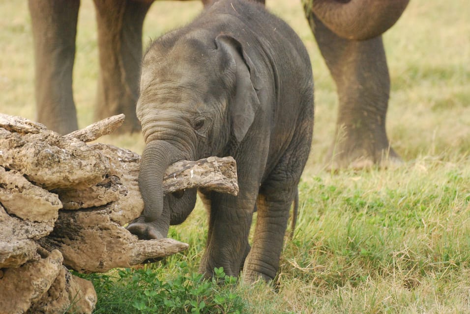Day Safari From Hambantota - Who This Safari Fits Best (and Who Should Adjust Expectations)