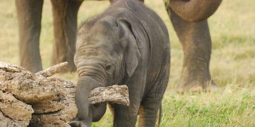 Day Safari From Hambantota - Languages and the Live Guide: Easy Communication Helps Spotting