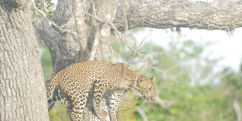 Day Safari From Hambantota - Should You Book This Day Safari from Hambantota?