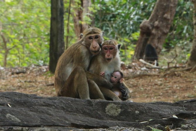 Day Tour from Dambulla to Sigiriya or Pidurangala & Polonnaruwa - Price and Real-World Value (When $50 Makes Sense)