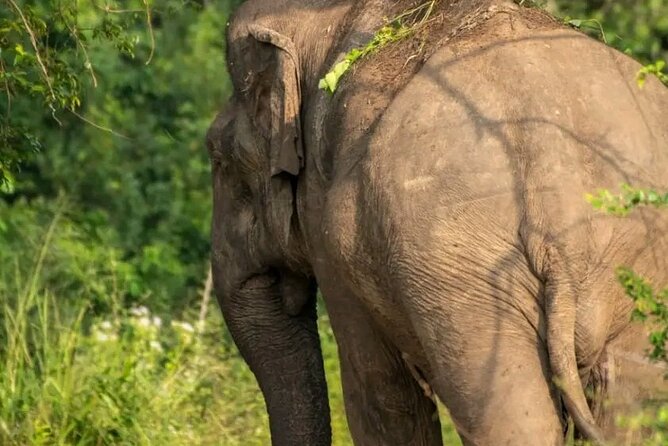 Day Tour from dambulla to Sigiriya & Polonnaruwa - The road between sites: wildlife chances and local know-how