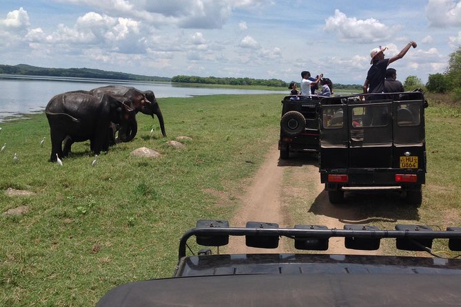 Day Tour from kandy to Sigiriya, Dambulla & National Park safari. - Key highlights at a glance