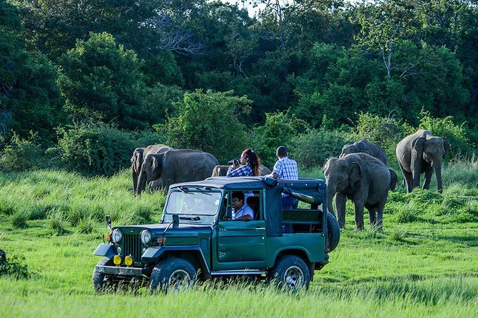 Day Tour from kandy to Sigiriya, Dambulla & National Park safari. - Price and logistics: what $55 really buys you