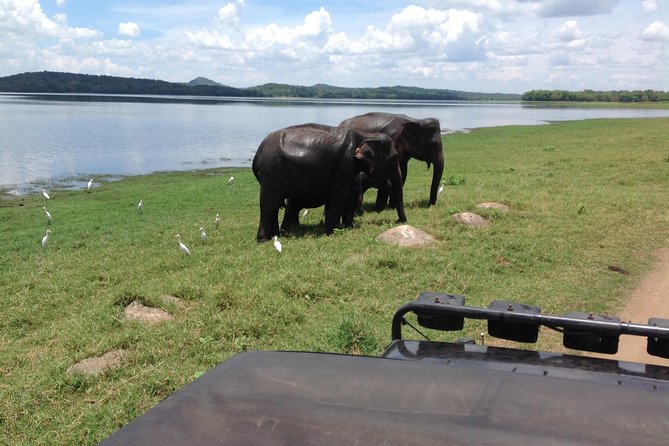 Day Tour from kandy to Sigiriya, Dambulla & National Park safari. - Tips to get a smoother, better day