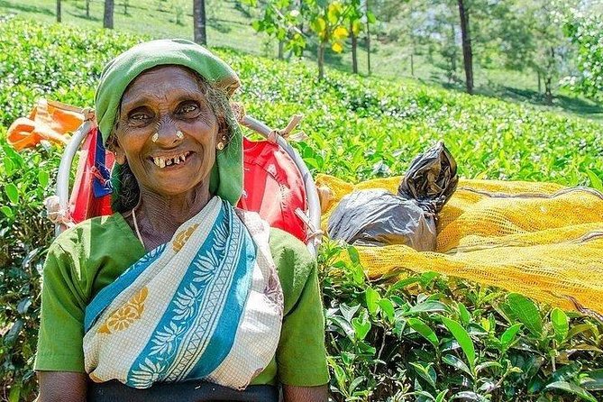 Day Tour of Nuwara Eliya - Kandy to Nuwara Eliya by private air-conditioned vehicle (8–9 hours)