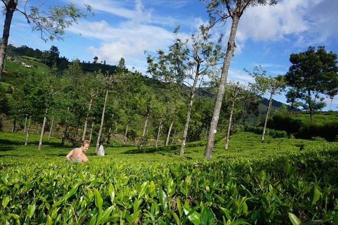 Day Tour of Nuwara Eliya - Who this tour suits best (and who might want something else)
