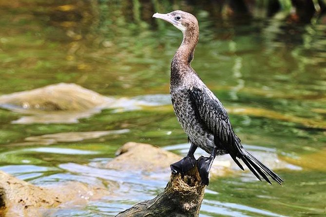 Day Tour to Anawilundawa Wetland Sanctuary - The Birdwatching Target List (And What It Means for You)