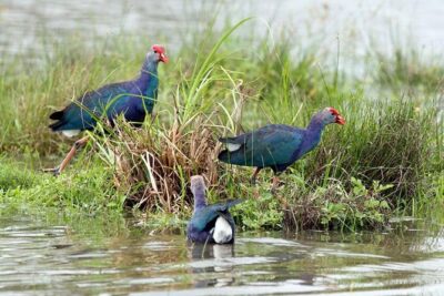Day Tour to Anawilundawa Wetland Sanctuary - Getting There Comfortably: A/C Pickup, Private Transport, and Time to Watch