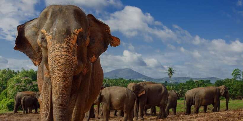 Day Tour to Elephant Orphanage / spice garden - Key points before you go