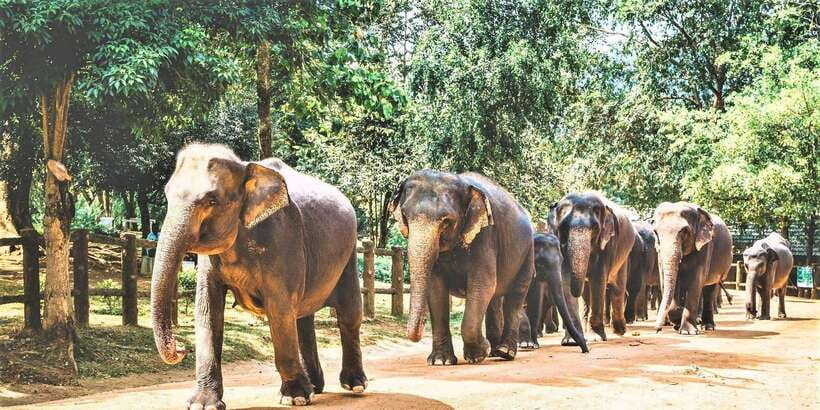 Day Tour to Elephant Orphanage / spice garden - Pinnawala’s river scene is why this tour works