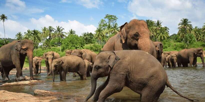 Day Tour to Elephant Orphanage / spice garden - The 10am-or-so orphanage visit: what you should expect