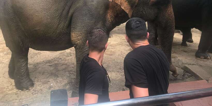 Day Tour to Elephant Orphanage / spice garden - Extra elephant interactions and the money question
