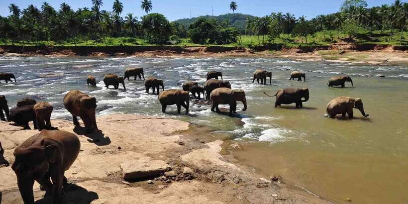 Day Tour to Elephant Orphanage / spice garden - Colombo pickup and the 6-hour reality check