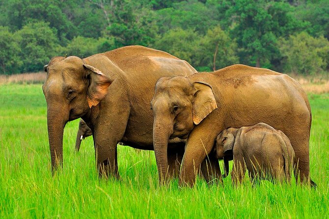 Day tour to Minneriya National Park,Sigiriya & Dambulla from Kandy - Ayurvedic Village Stop: What It Is and How to Get Value From It