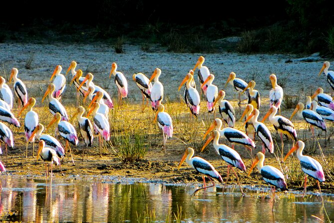 Day tour to Minneriya National Park,Sigiriya & Dambulla from Kandy - Minneriya National Park Safari: How You Maximize Elephant Odds