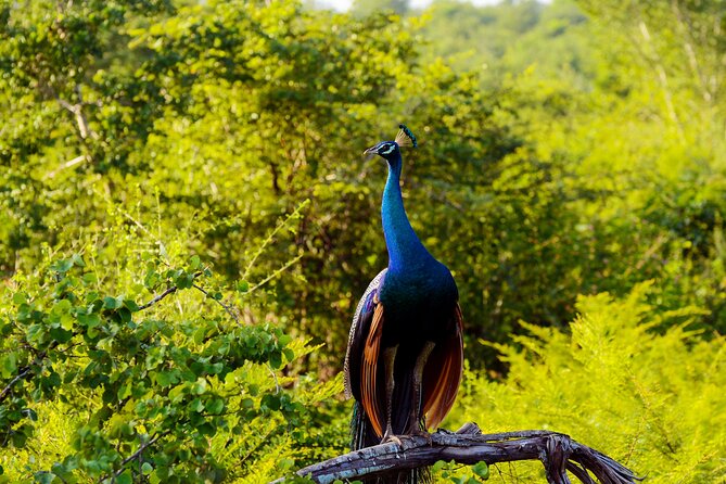 Day tour to Minneriya National Park,Sigiriya & Dambulla from Kandy - Price and Logistics: What You Actually Pay, and Whether It’s Worth It