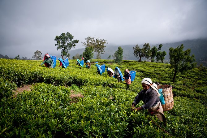 Day tour to Nuwareeliya (Little England) from Kandy - Exploring Nuwara Eliya town for an hour: slow streets, colonial edges
