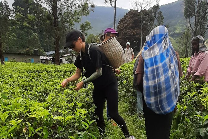 Day tour to Nuwareeliya (Little England) from Kandy - Bluefield Tea Garden in Ramboda: tea processing you can actually picture
