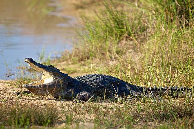 Day Tour to Wilpattu National Park from Colombo - Jeep Safari Reality in Wilpattu: How the Day’s Best Moments Happen