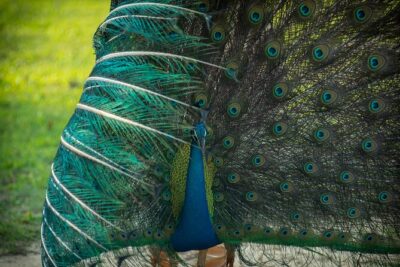 Day Tour to Wilpattu National Park from Colombo - The Private Guide Advantage: More Than Just Reserved Seats