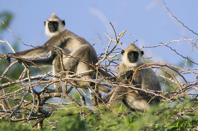 Day Tour to Wilpattu National Park from Colombo - Park Entrance Fees and the $150 Value Question
