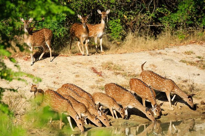 Day Tour to Wilpattu National Park from Colombo - Timing, Weather, and Animal Etiquette