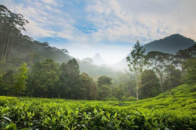 Day Trip to Nuwara Eliya with Kingfisher Tours - A Private Nuwara Eliya Day That Feels Like a Best-Of Mix