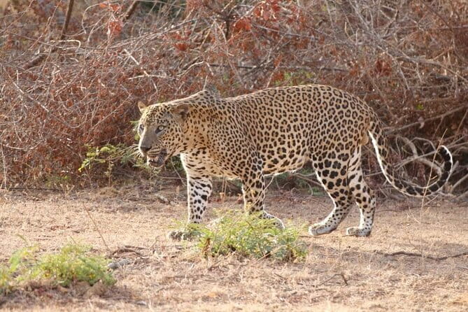 DOUBLE SAFARI -Udawalawe & Yala Safari Private Day Tour - Key Things to Know Before You Go
