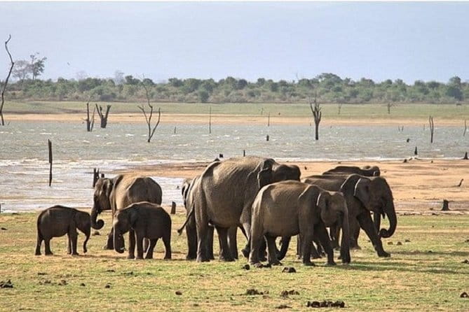 DOUBLE SAFARI -Udawalawe & Yala Safari Private Day Tour - Two Parks, One Long Day from Bentota