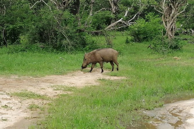 DOUBLE SAFARI -Udawalawe & Yala Safari Private Day Tour - Elephant Transit Home Ticket Included