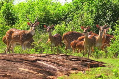 DOUBLE SAFARI -Udawalawe & Yala Safari Private Day Tour - Ride Comfort Matters When You’re Squeezed Between Parks