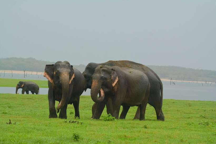 Elephant Jeep Safari at Minneriya National Park - Key Highlights You’ll Care About