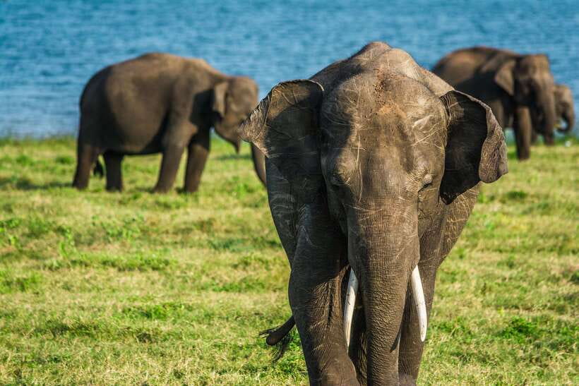 Elephant Jeep Safari at Minneriya National Park - Should You Book This 4-Hour Elephant Jeep Safari?
